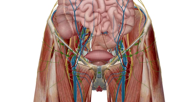 La pelvis es la parte inferior del tronco ubicada entre el abdomen y las extremidades inferiores