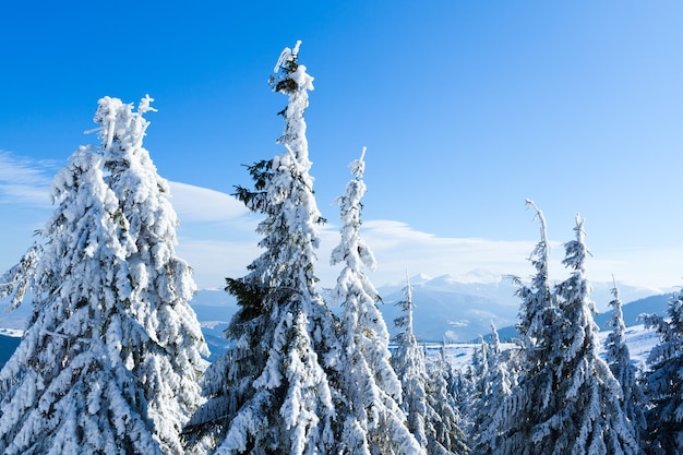Pelzbaumkronen bedeckt mit Schnee im Winterwald am Wintertag mit blauem Himmel oben. Landschaft des Winterwunderland-Naturkonzepts