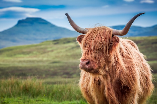 Pelzige Hochlandkuh auf der Isle of Skye Schottland