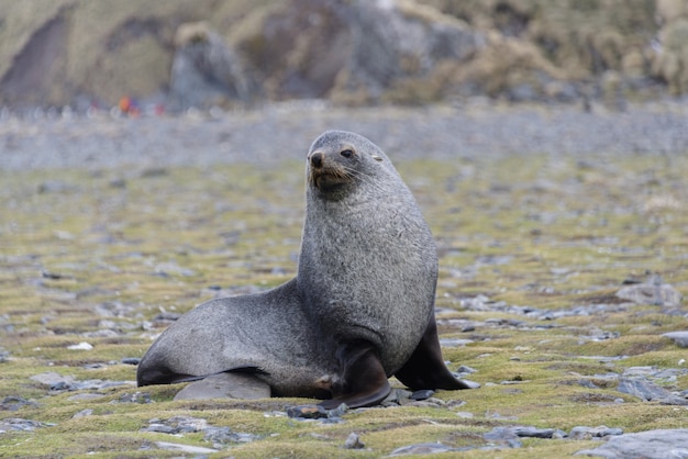 Pelzrobbe am Strand