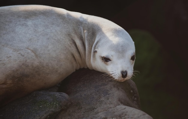 Pelzrobben am felsigen Ufer des Strandes Arctocephalus forsteri