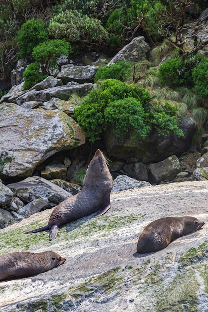 Pelzrobben auf einem Felsen aus dem Fiordland National Park New Zealand New