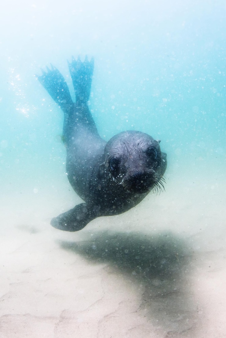 Foto pelzrobben schwimmen im meer