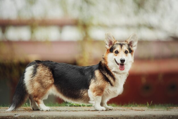 Charmoso Cão Pastor Inglês. Caminhando Com Cão Ao Ar Fresco Na Floresta.  Pembroke Tricolor Welsh Corgi Senta-se Em Florestas Foto de Stock - Imagem  de rainha, pastor: 210091436