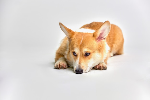 Pembroke Corgi divertido en estudio delante de un fondo blanco.