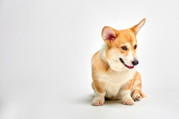 Pembroke Corgi divertido en estudio delante de un fondo blanco.