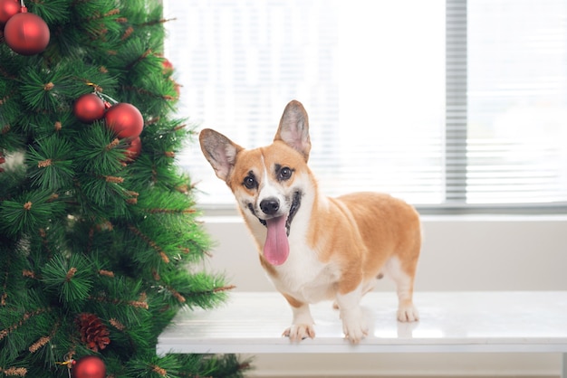 Pembroke corgi em uma casa decorada com uma árvore de Natal. Boas festas e véspera de Natal