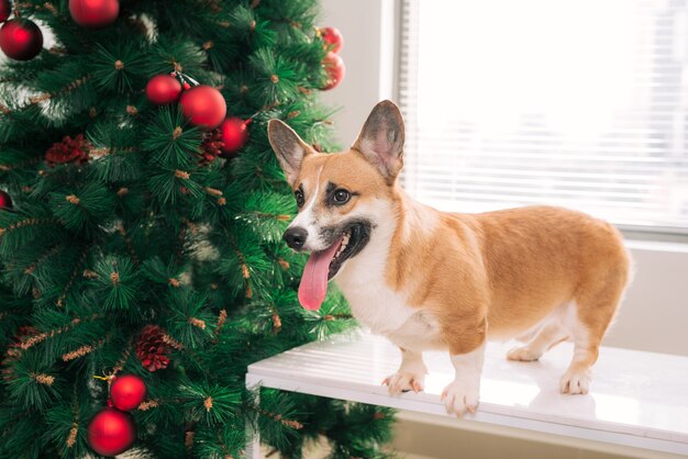 Pembroke corgi em uma casa decorada com uma árvore de Natal. Boas festas e véspera de Natal