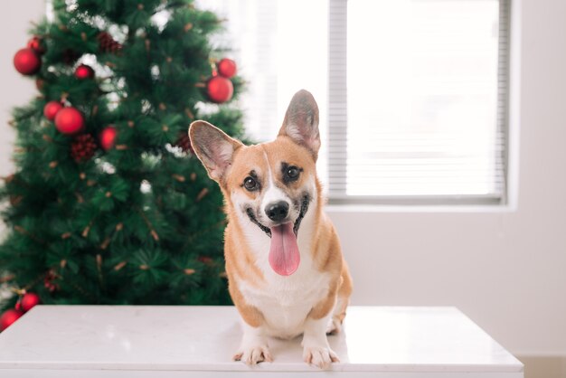 Pembroke corgi em uma casa decorada com uma árvore de Natal. Boas festas e véspera de Natal