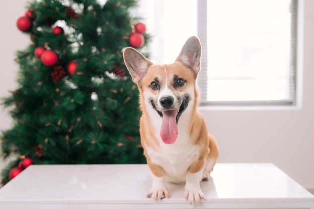 Pembroke corgi em uma casa decorada com uma árvore de Natal. Boas festas e véspera de Natal