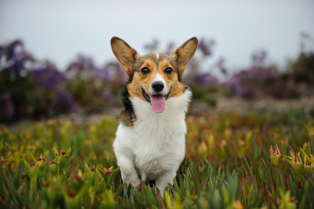 Foto pembroke corgi galés corriendo por el campo