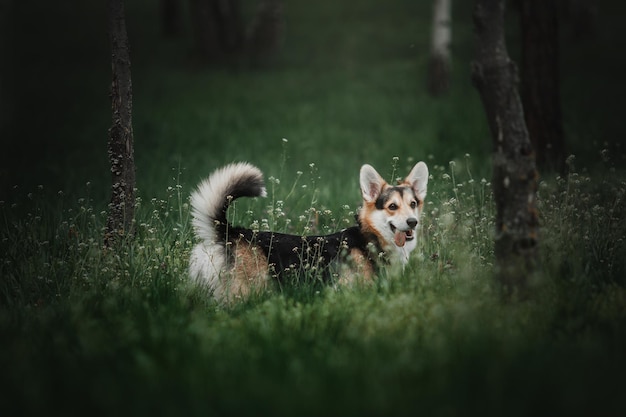 Pembroke Corgi Hund unterwegs Hund im Freien Süßer Hund