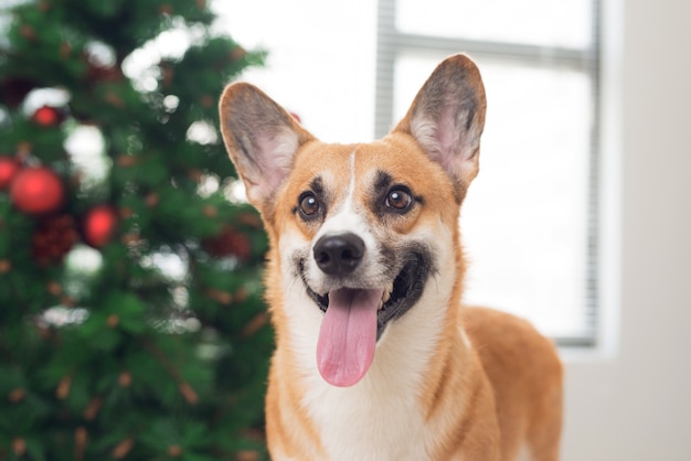 Pembroke Corgi in einem mit einem Weihnachtsbaum geschmückten Haus. Schöne Feiertage und Heiligabend