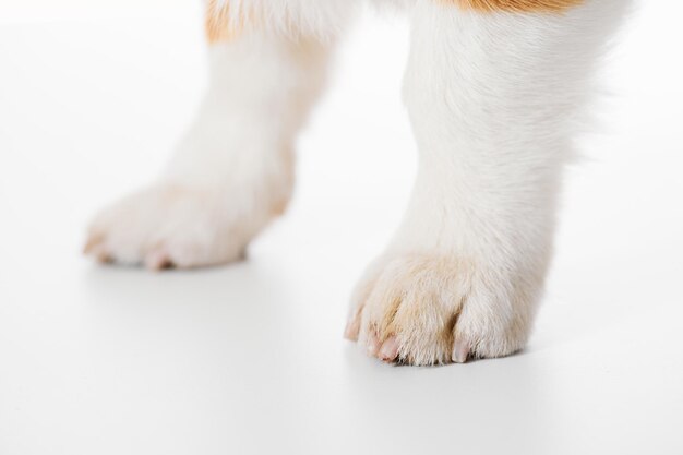 Foto pembroke welsh corgi aislado en fondo blanco de estudio retrato en primer plano de patas de perro