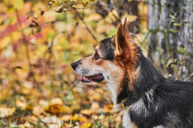 Pembroke Welsh Corgi auf einem Spaziergang Porträt eines Hundes im Herbstpark