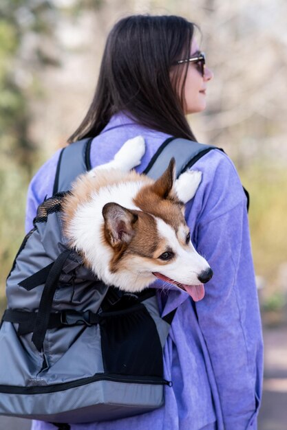 Foto pembroke welsh corgi cachorro em uma mochila especial nas costas das meninas ele estende a língua e olha para o lado caminhar em um dia ensolarado em um parque da cidade cachorro feliz conceito de cuidado vida animal