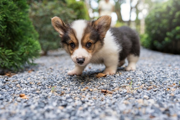 Pembroke welsh corgi cachorro puxando a língua correndo no jardim