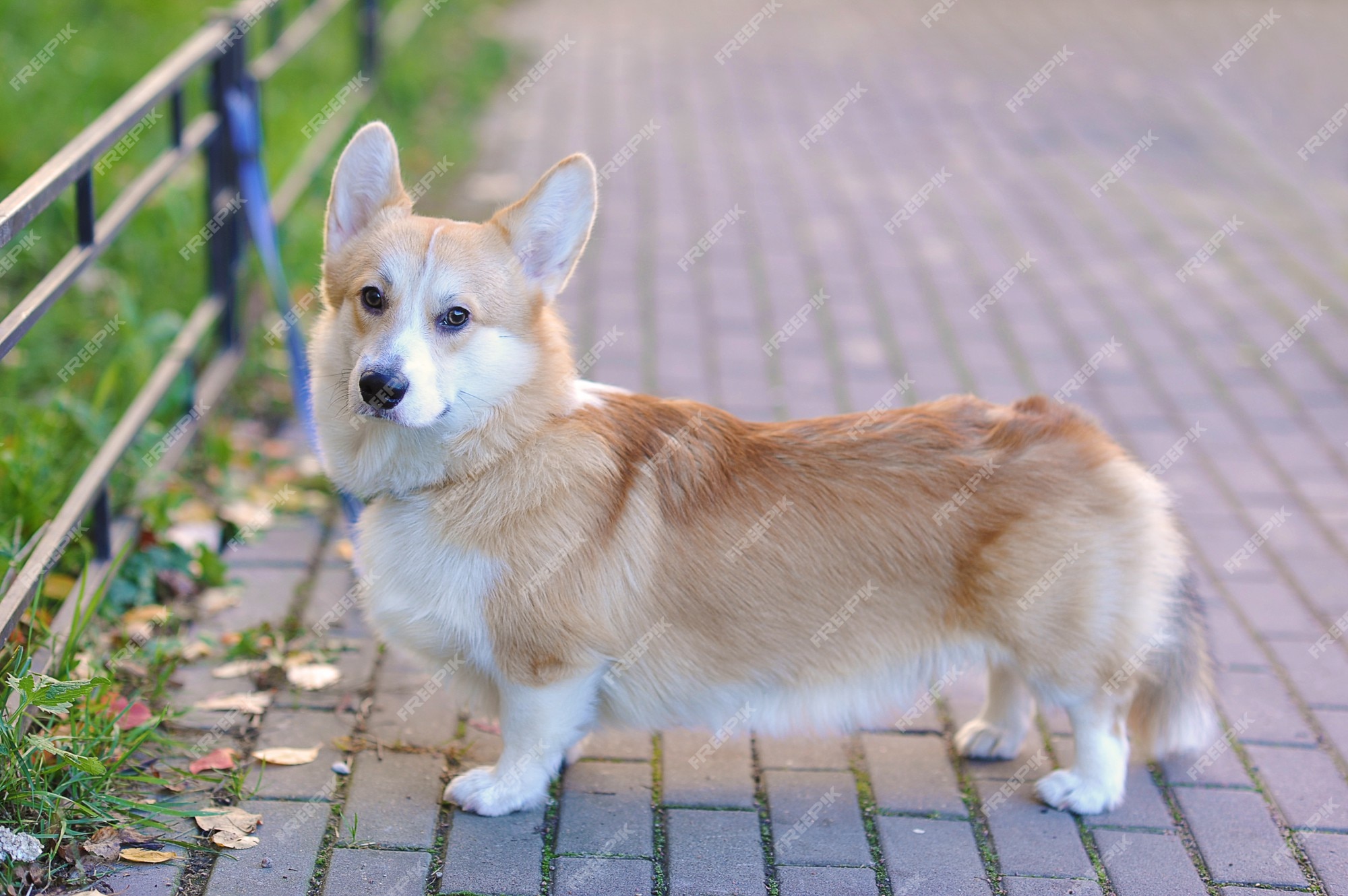 Charmoso Cão Pastor Inglês. Caminhando Com Cão Ao Ar Fresco Na Floresta.  Pembroke Tricolor Welsh Corgi Senta-se Em Florestas Foto de Stock - Imagem  de rainha, pastor: 210091436