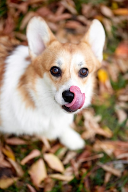 Pembroke Welsh Corgi em uma caminhada Retrato de um cachorro no parque outono