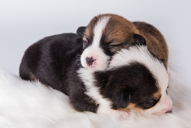 Pembroke Welsh Corgi filhotes de pembroke em branco