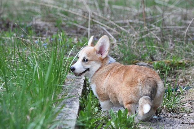 Pembroke Welsh Corgi mit einem Schwanz