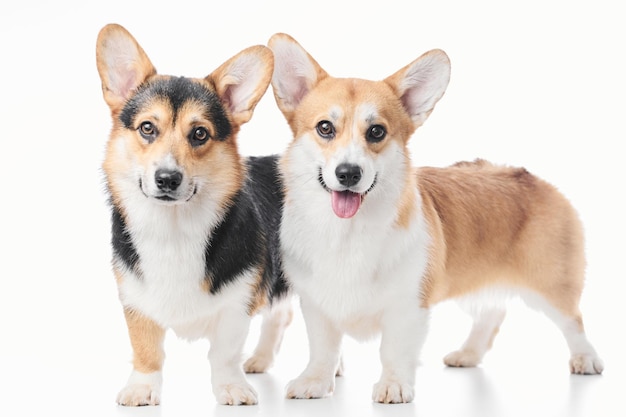 Pembroke Welsh Corgi Porträt isoliert auf weißem Studio-Hintergrund mit Kopierraum Familie von zwei reinrassigen Hunden