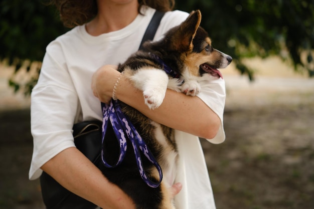 Foto pembroke welsh corgi tri cachorro colorido no parque corgi ao ar livre