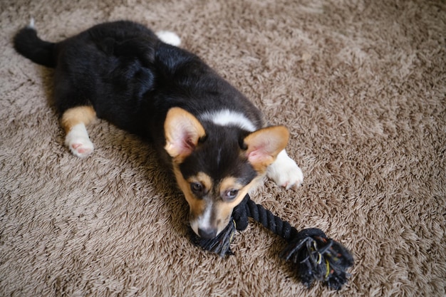 Foto pembroke welsh corgi tri colorido cachorro plaing en el hogar