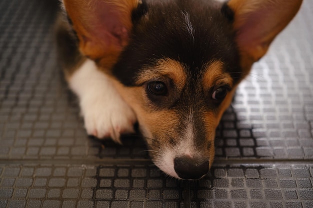 Foto pembroke welsh corgi tri-farbiger welpe aus der nähe