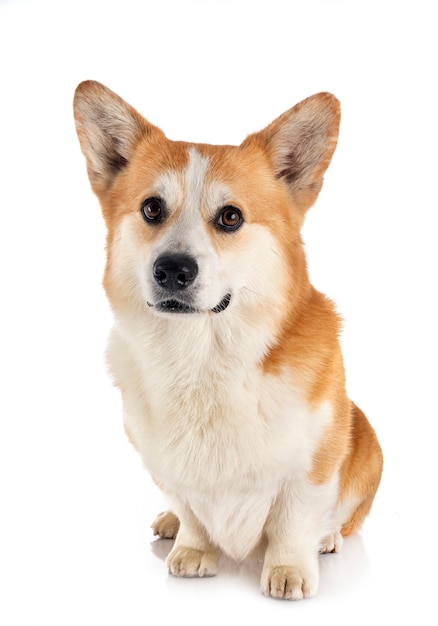 Pembroke welsh corgi