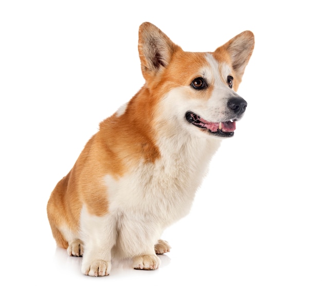 Pembroke welsh corgi