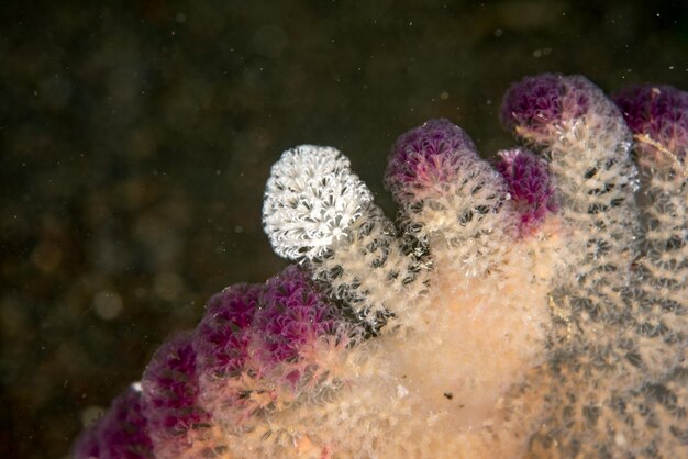 Foto pena de mar rosa debaixo d'água detalhe macro de close-up