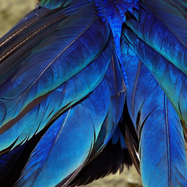 Penas azuis cinzentas e brancas na asa de um pato selvagem como fundo Penas coloridas fechadas