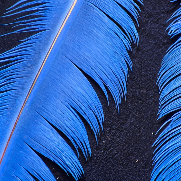 Penas azuis cinzentas e brancas na asa de um pato selvagem como fundo Penas coloridas fechadas