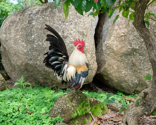 Penas coloridas bantam poultry em pé na rocha