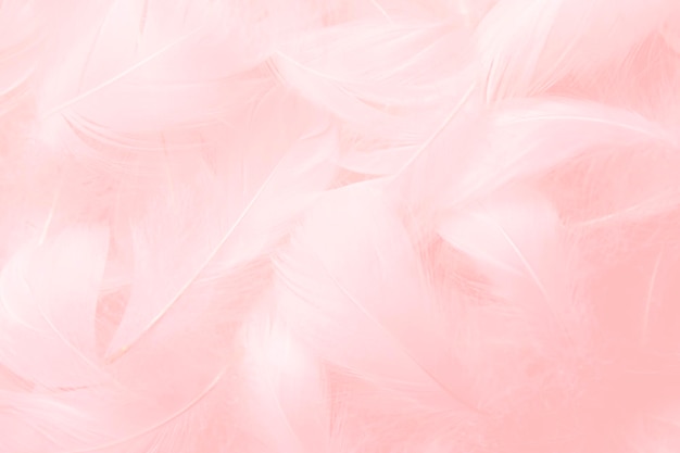 Penas cor-de-rosa textura de fundo penas de cisne macias