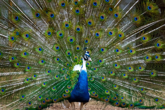 Penas da cauda do pavão majestoso na fazenda de pássaros.