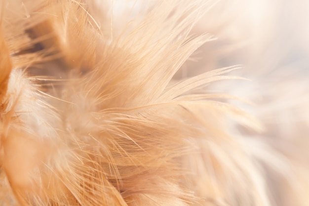 Penas de aves e galinha em suave e estilo de desfoque para o fundo