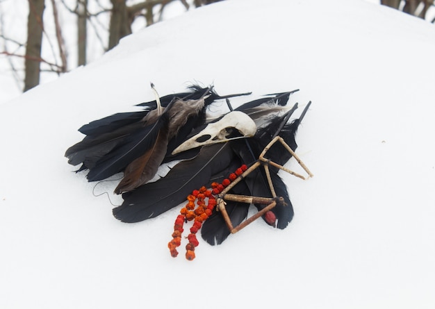 Penas de corvo, grânulos de crânio e rowan pássaro na neve.