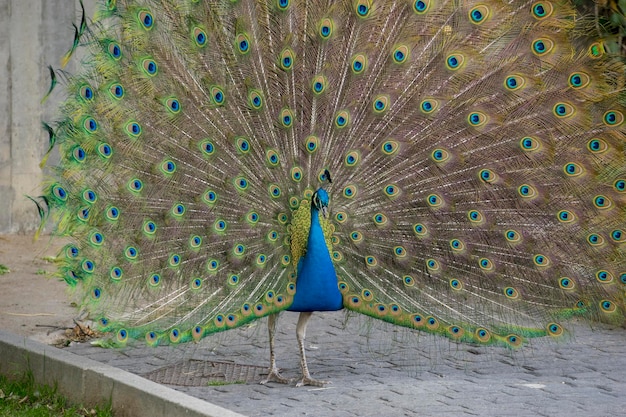 penas de pavão com enorme abertura