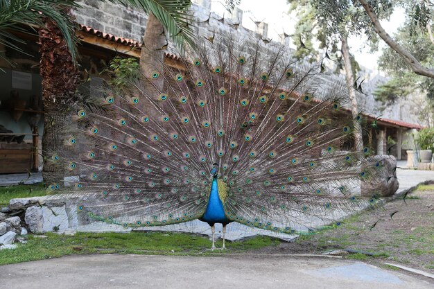 Penas de pavão para fora