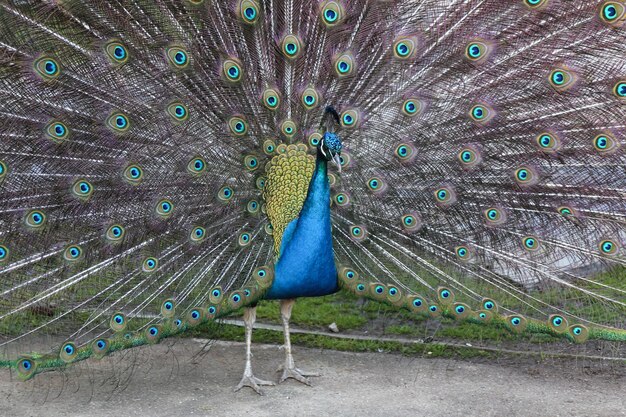 Penas de pavão para fora