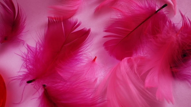 Penas rosa e carmesim como pano de fundo Penas fofas curvas claras Plumagem de flamingo Penas coloridas Tema do amor Dia de São Valentim 39s