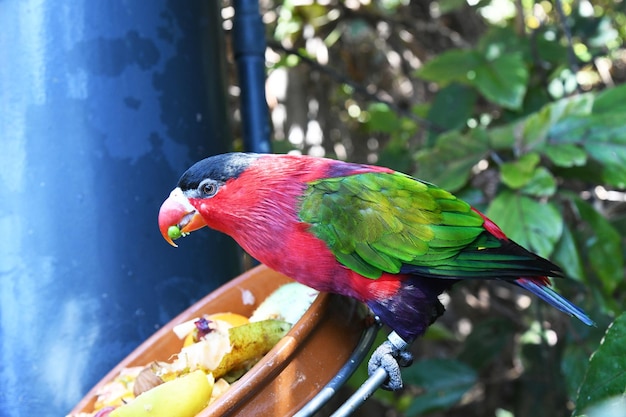 Penas verdes e vermelhas em um pássaro