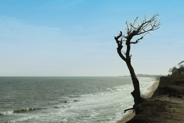 Pendiente con árbol solitario en la playa del mar