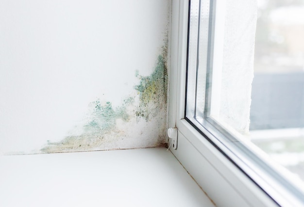 Pendiente cerca de la humedad del hongo de la ventana Enfoque selectivo