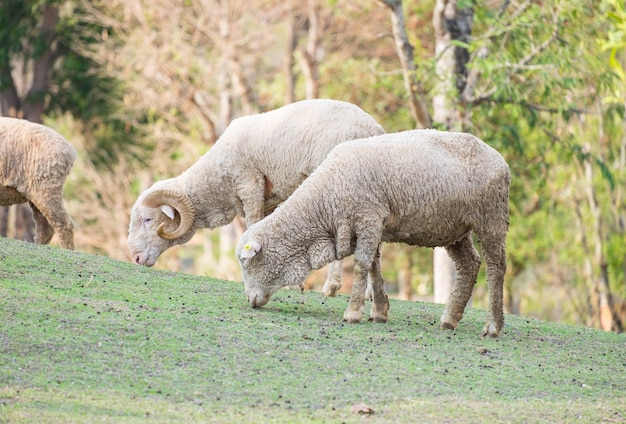 Pendiente de pie de ovejas de grupo