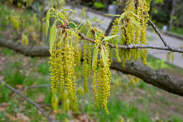 Pendientes de flores amarillas de un aliso Alnus a principios de la primavera