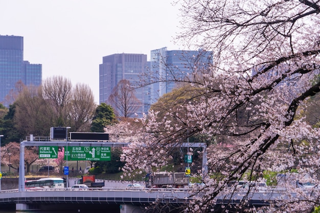 Pendler fahren in der Kirschblütenzeit zum Tokyo Expressway.