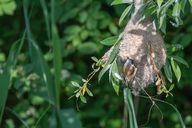 Pendulina eurasiática Tit en el nido Remiz pendulinus